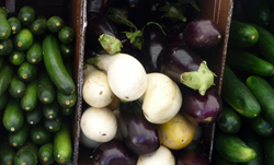 Wise Business Plans supports small growers in 2015.