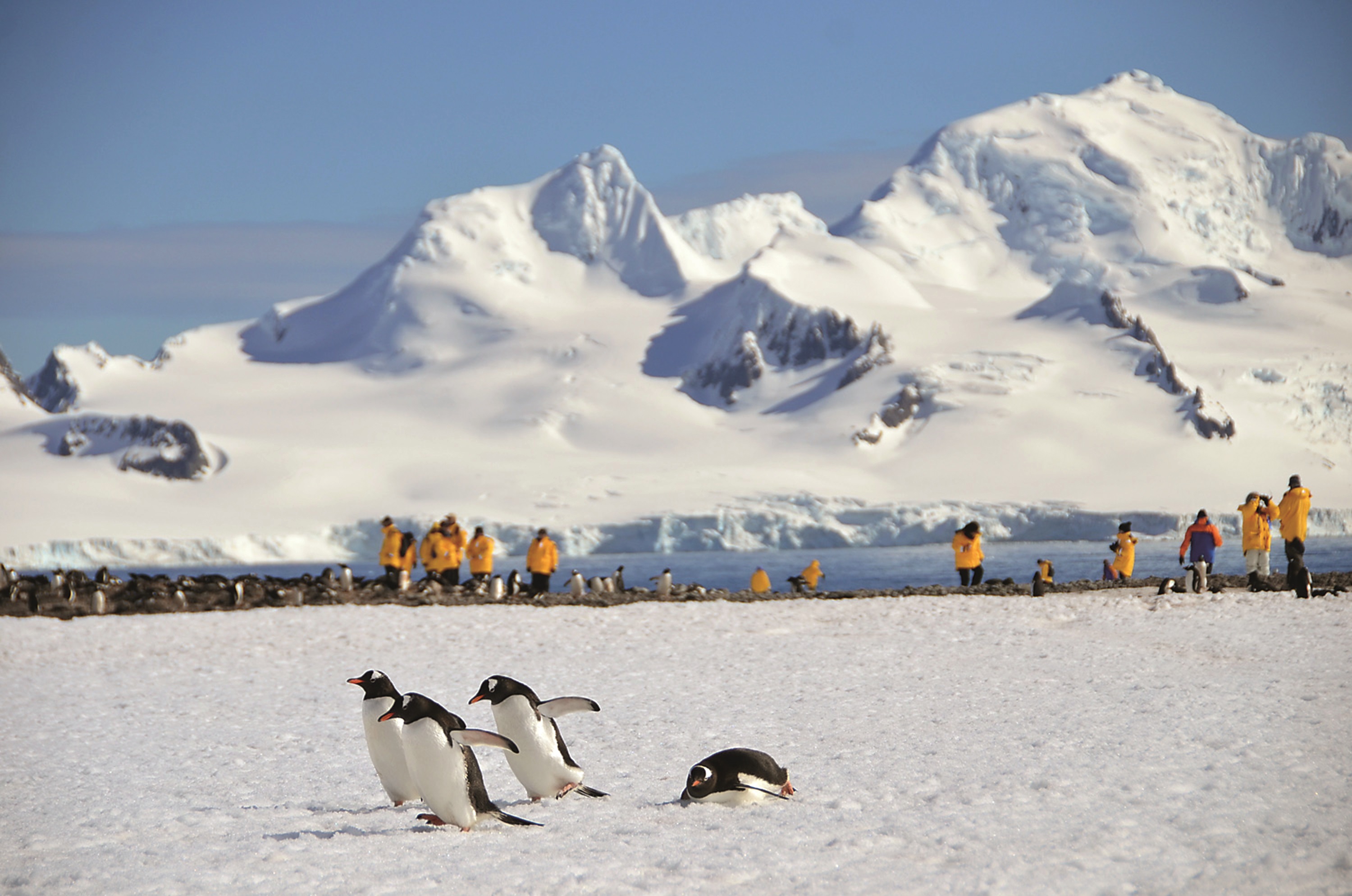 quark expeditions antarctica