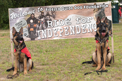 Two Fidelco German Shepherd Guides Dogs In-Training Welcome Riders