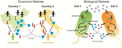 Similarities between economic markets and biological markets