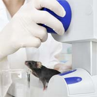 Drug Shrinks Mesothelioma Tumors in Mice