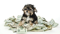 5 Cheapest States for Pet Insurance
