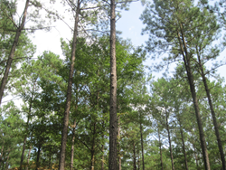 view of pine tress looking up