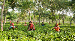 Teatulia's Organic Tea Garden