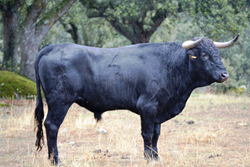 Madrid bull safari tour
