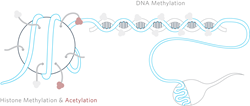 DNA methylation and histone modification in sperm DNA