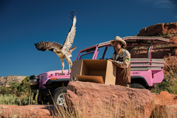 Releasing a rehabilitaed red tail hawn back into the wild