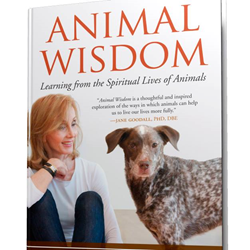 animals, animal healing, animal medicine
