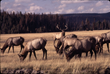 Yellowstone elk by Gabby Barrus