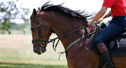 equestrian boot camp