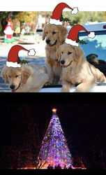 Idyllwild's 2015 Christmas Tree Lighting Ceremony