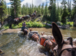 National Geographic Adventurers in Yellowstone