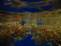 Floating Sargassum