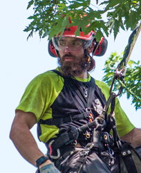 Matt Rinard, Tree Crew Leader with Seacoast Tree Care in NH.