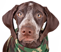 Palm Springs Animal Shelter