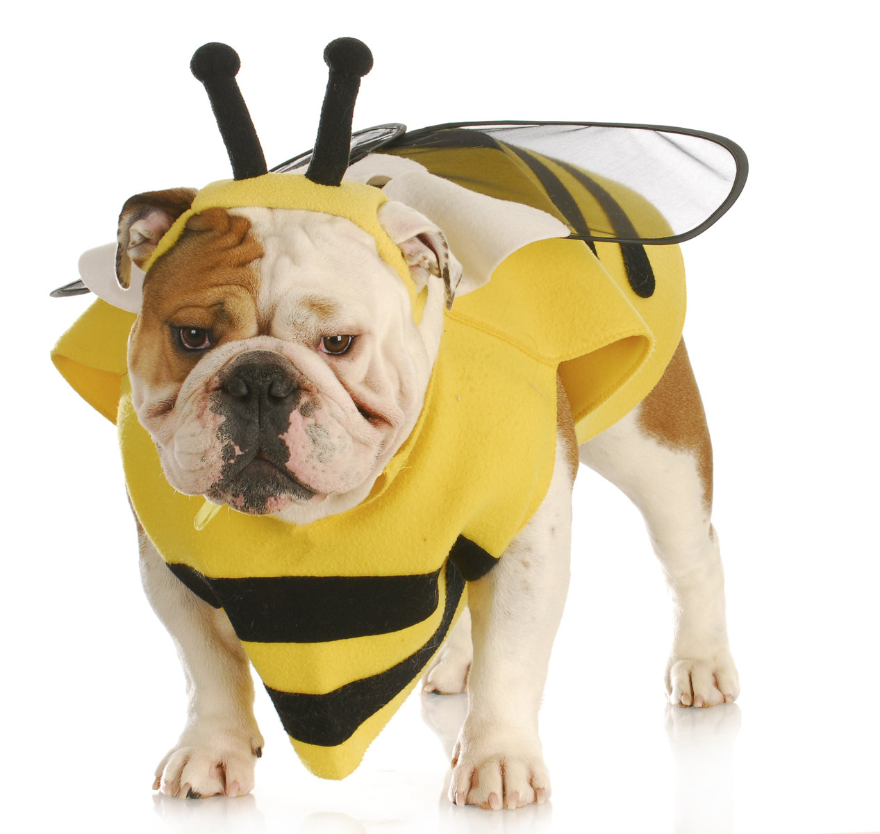 vets for pets beehive