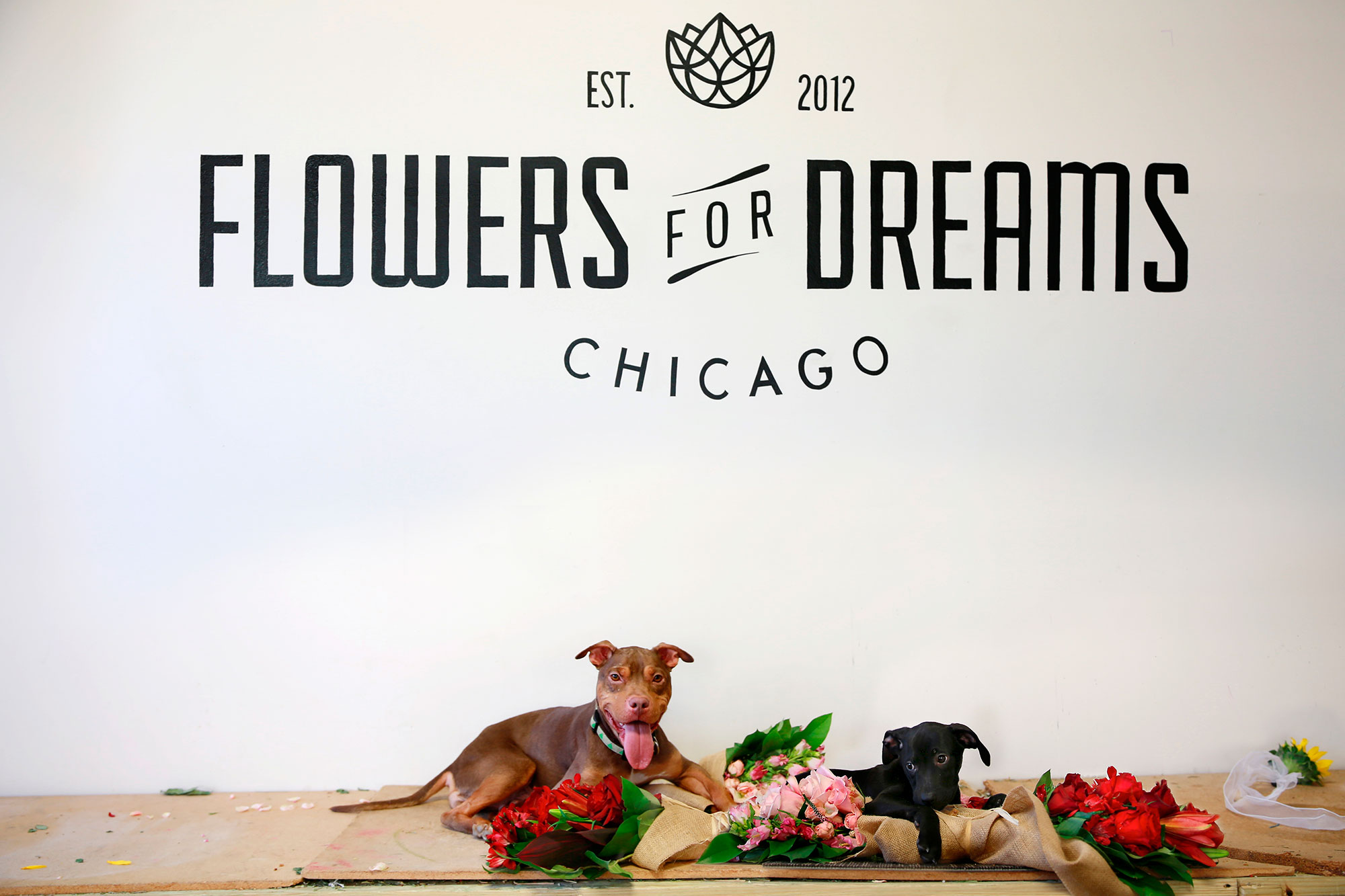 Flowers Support Dreams of Chicago Charities