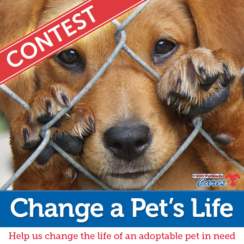 1 800 PetMeds 2nd Annual Change A Pet s Life Contest To Grant 3 500 