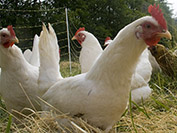 bird flu, avian flu, chicken,