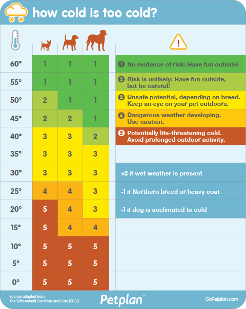 petplan-alerts-pet-parents-to-dangerous-temperatures-this-winter