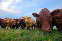 USDA organic beef