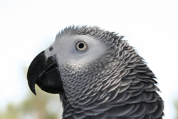 parrot, african grey, ghana, bird, decline, africa, forests,