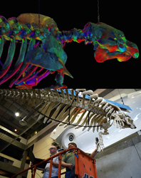 Members of the University of South Florida’s Center for Virtualization and Applied Spatial Technologies 3-D scan a Florida manatee skeleton hanging in MOSI’s lobby. (Images from USF CVAST and MOSI)