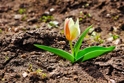 Early Spring Landscape Advice