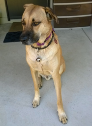 PetPace's epilepsy study will provide groundbreaking insight to a condition that affections millions of dogs worldwide using the smart collar technology.