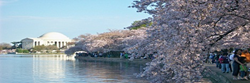 National Cherry Blossom Festival Parking