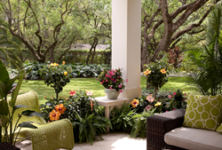 Costa Farms, Tropic Escape, Hibiscus