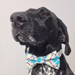 Gunnar modeling his Four Black Paws Turquoise Modern Plaid Dog Bow Tie.