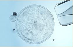 stem cells, regenerative medicine, stem cell training, stem cell therapies