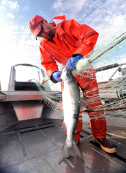 Fisherman John Bocci picks a Copper River sockeye salmon from his net.