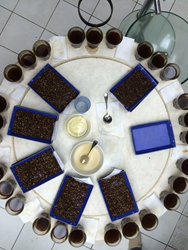 Cupping Table in Guatemala