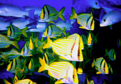 Great Freedom Adventures All-inclusive Belize adventure tour
