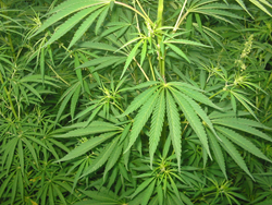 Medical Marijuana Bill Could Benefit Mesothelioma Patients