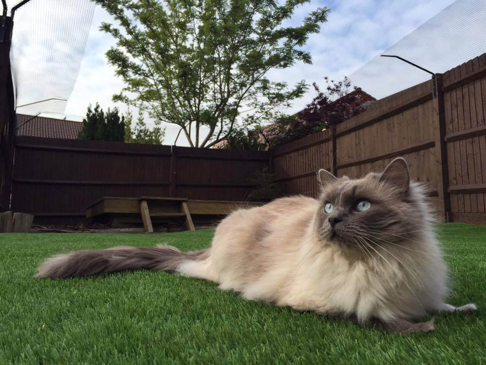 British Company ProtectaPet Propose Innovative Cat Fencing is a Better