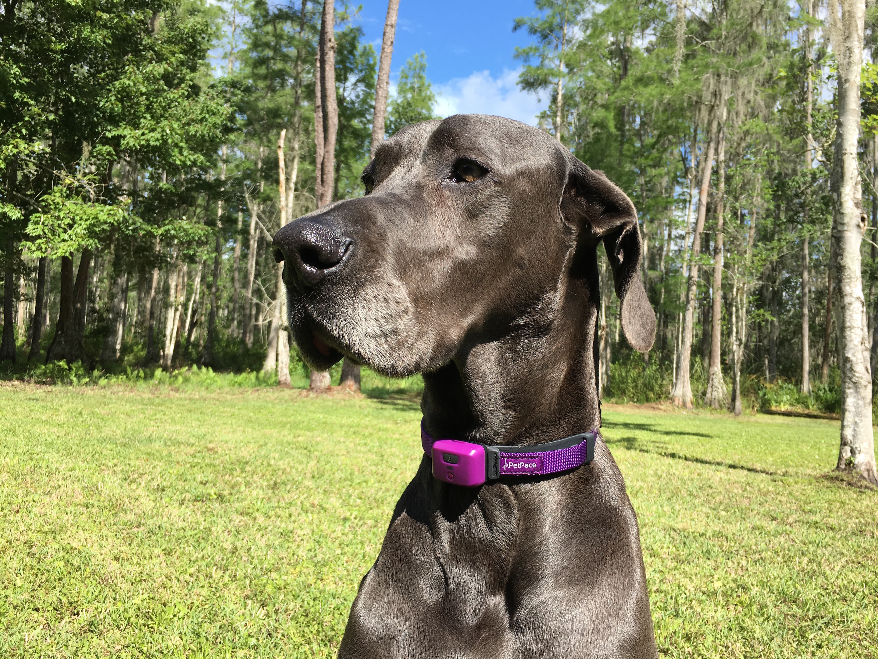 petpace smart collar