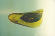 45 Million Year Old Leaf Encased in Burmese Amber