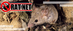 Rat net is a household invention that is affordable, readily available, easy to use, and is incredibly efficient at what it does.