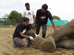 Wildlife SOS – India works to help injured and sick elephants