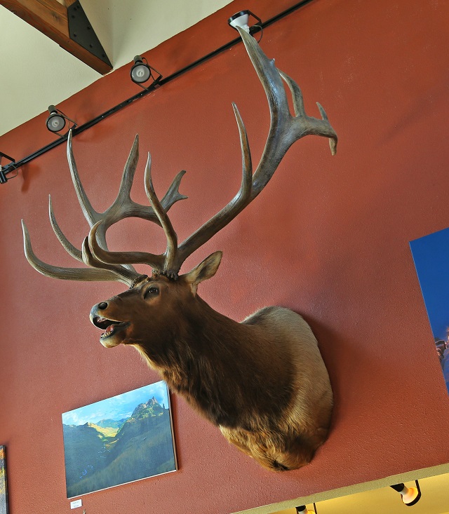 largest elk antlers