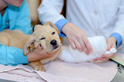 A puppy receives veterinary care at Hannah the Pet Society in Portland, Oregon.