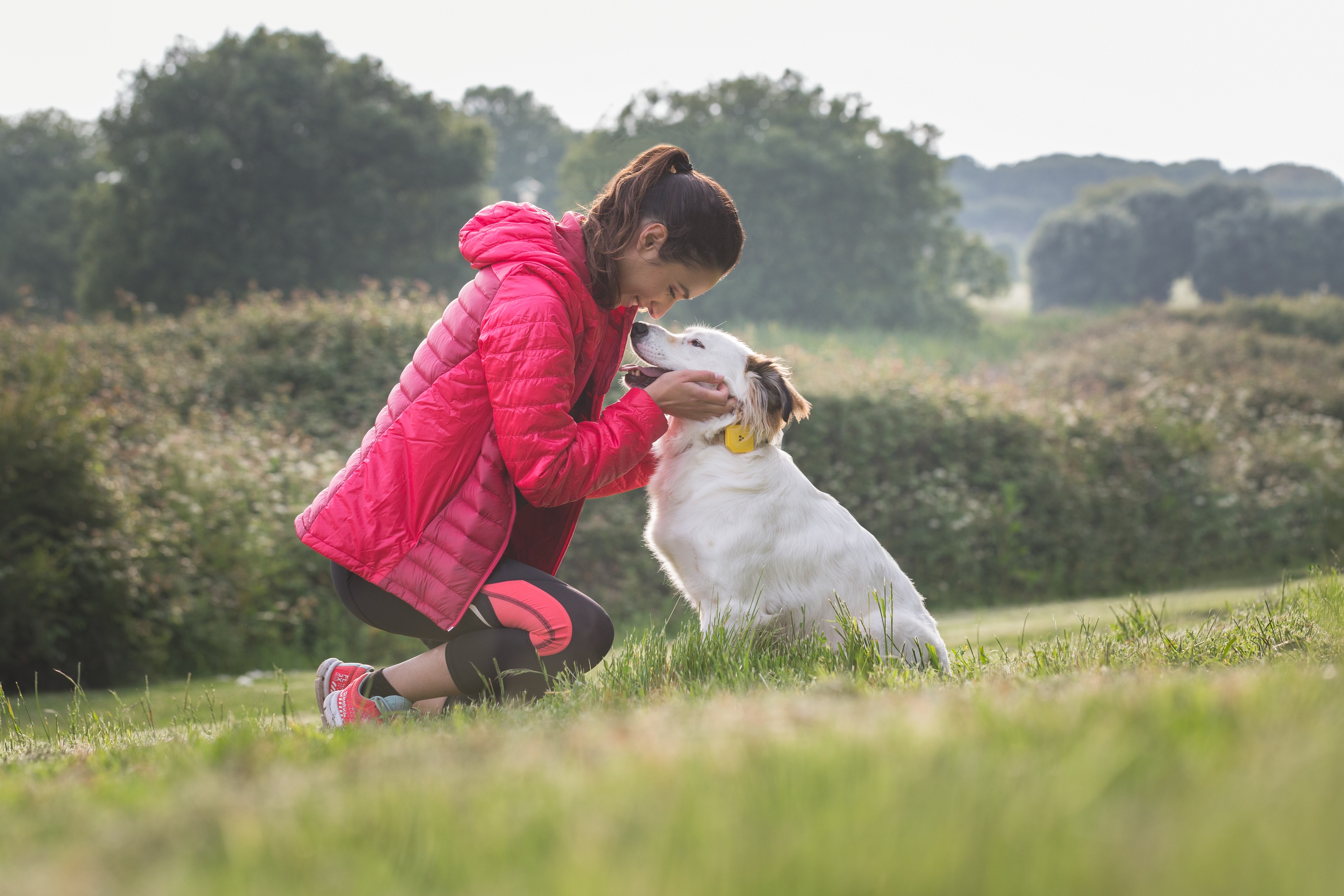 dog tracker without monthly fee