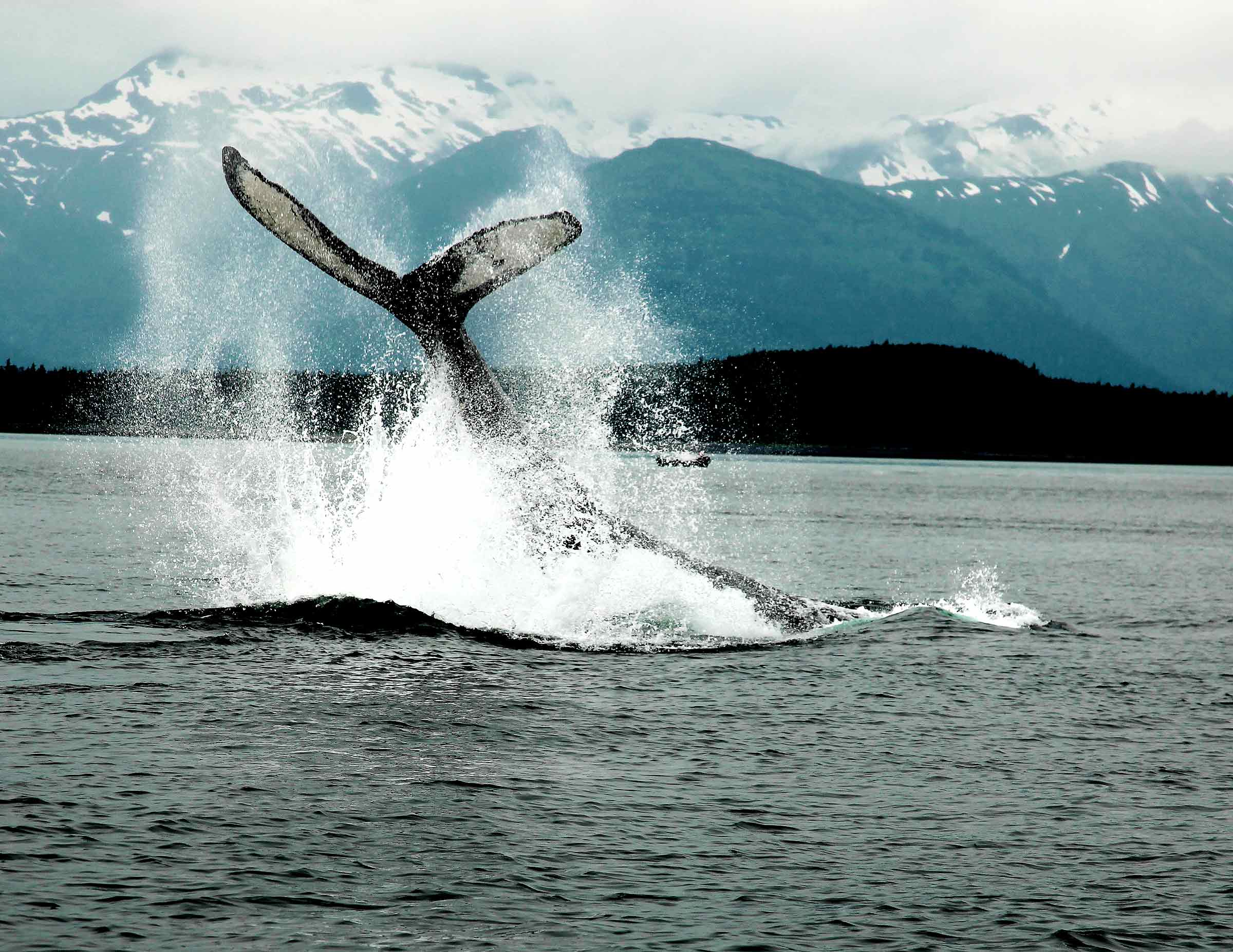 Harv & Marv’s Outback Alaska Whale Watching Guides Visitors to the Whales2400 x 1854