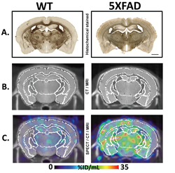 Wild-Type and 5XFAD Alzheimer’s disease (AD) model brains with histochemical staining of BChE revealing elevation of BChE in AD. SPECT images in Row C show marked retention of the molecular label in the 5XFAD brain compared to the WT brain.