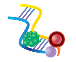 Aptamer Used as Biosensor for HTS Detection