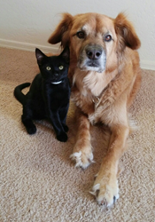 Boots "The Kitten Nanny" with one of the kittens he fostered at home.