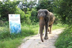 Suraj, a 45+-year-old elephant, was rescued by conservation group Wildlife SOS.